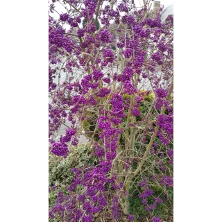 Callicarpa bodinieri 'Profusion' / Arbuste aux bonbons pourpre