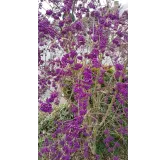 Callicarpa bodinieri 'Profusion' / Arbuste aux bonbons pourpre