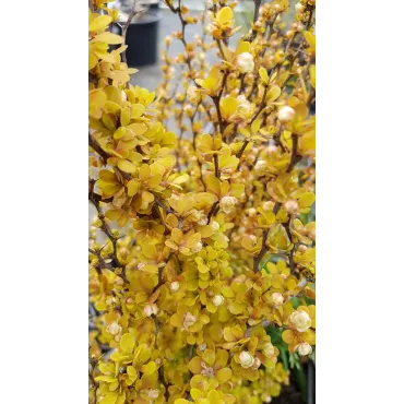 Berberis thunbergii 'Orange Torch'Â® / Ã‰pine-vinette de Thunberg ORANGE TORCHÂ®