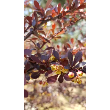 Berberis thunbergii f. Atropurpurea / Ã‰pine-vinette de Thunberg Atropurpurea