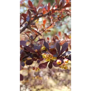 Berberis thunbergii f. Atropurpurea / Ã‰pine-vinette de Thunberg Atropurpurea