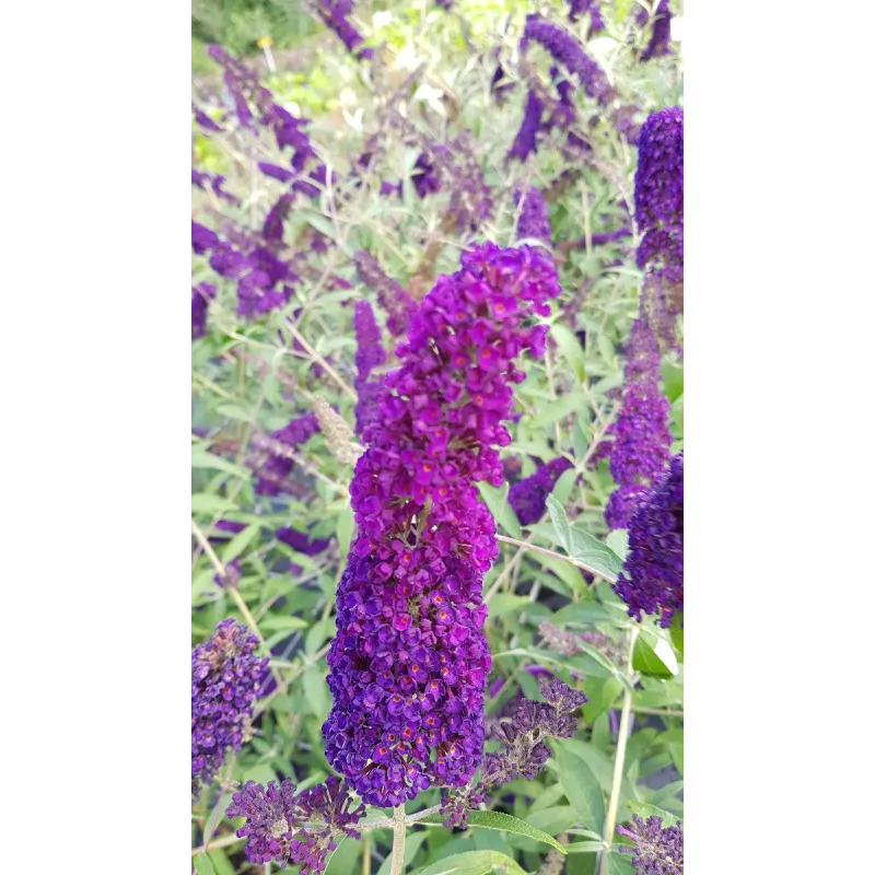 Buddleia davidii 'Empire Blue' / Arbre aux papillons bleu