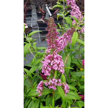 Buddleia davidii 'Pink Delight' / Arbre aux papillons rose