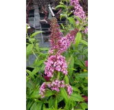 Buddleia davidii 'Pink Delight' / Arbre aux papillons rose