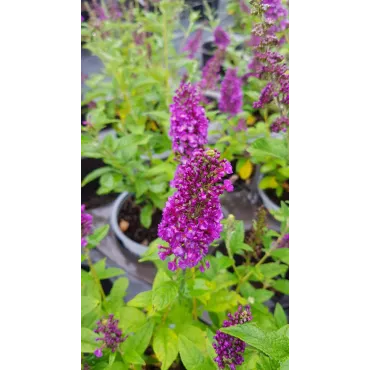 Buddleia x 'Miss Violet' / Arbre aux papillons nain violet