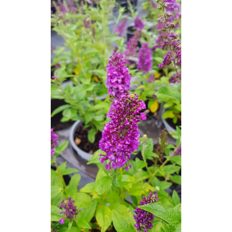 Buddleia x 'Miss Violet' / Arbre aux papillons nain violet