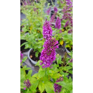 Buddleia x 'Miss Violet' / Arbre aux papillons nain violet