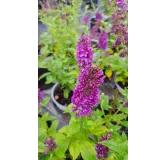 Buddleia x 'Miss Violet' / Arbre aux papillons nain violet