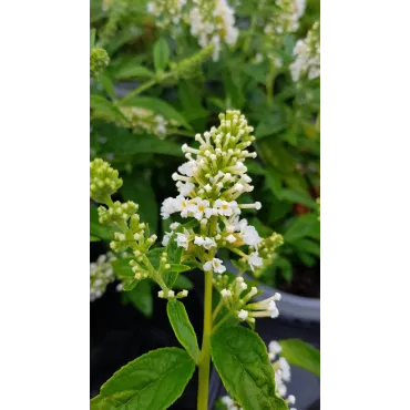 Buddleia x WHITE CHIPÂ® 'Ice Chip' / Arbre aux papillons nain blanc