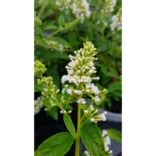 Buddleia x WHITE CHIPÂ® 'Ice Chip' / Arbre aux papillons nain blanc