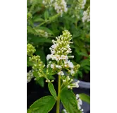 Buddleia x WHITE CHIPÂ® 'Ice Chip' / Arbre aux papillons nain blanc