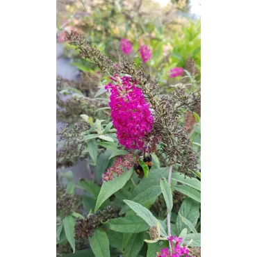 Buddleia x 'Miss Ruby' / Arbre aux papillons nain rouge