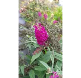 Buddleia x 'Miss Ruby' / Arbre aux papillons nain rouge