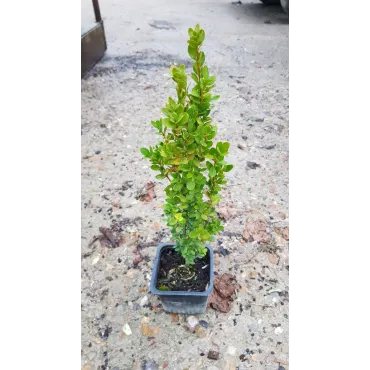 Buxus sempervirens 'ChÃ¢teau' par 10 / Buis Ã  bordures