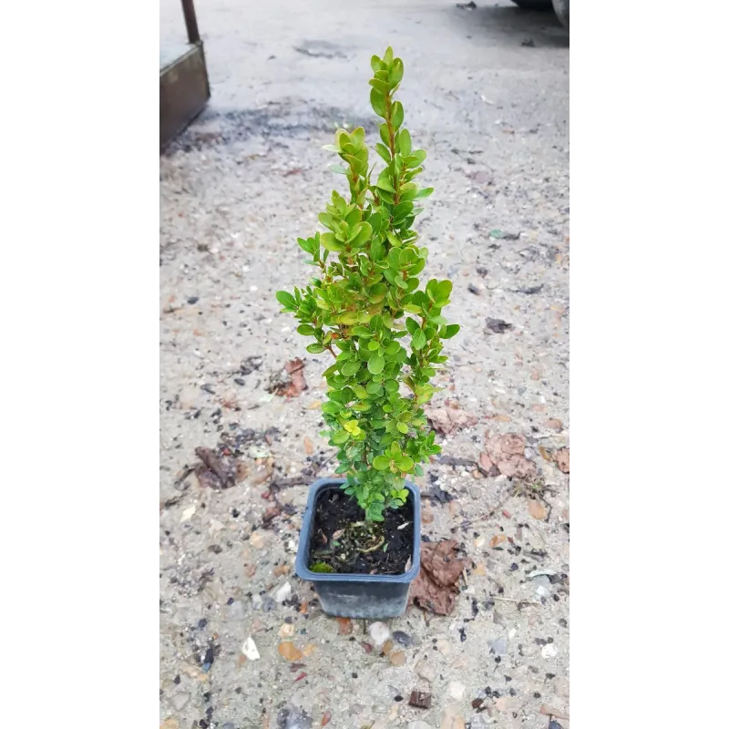 Buxus sempervirens 'ChÃ¢teau' par 10 / Buis Ã  bordures