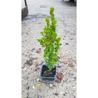 Buxus sempervirens 'ChÃ¢teau' par 10 / Buis Ã  bordures