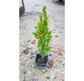 Buxus sempervirens 'ChÃ¢teau' par 10 / Buis Ã  bordures