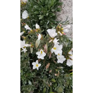 Convolvulus cneorum / Liseron arbustif