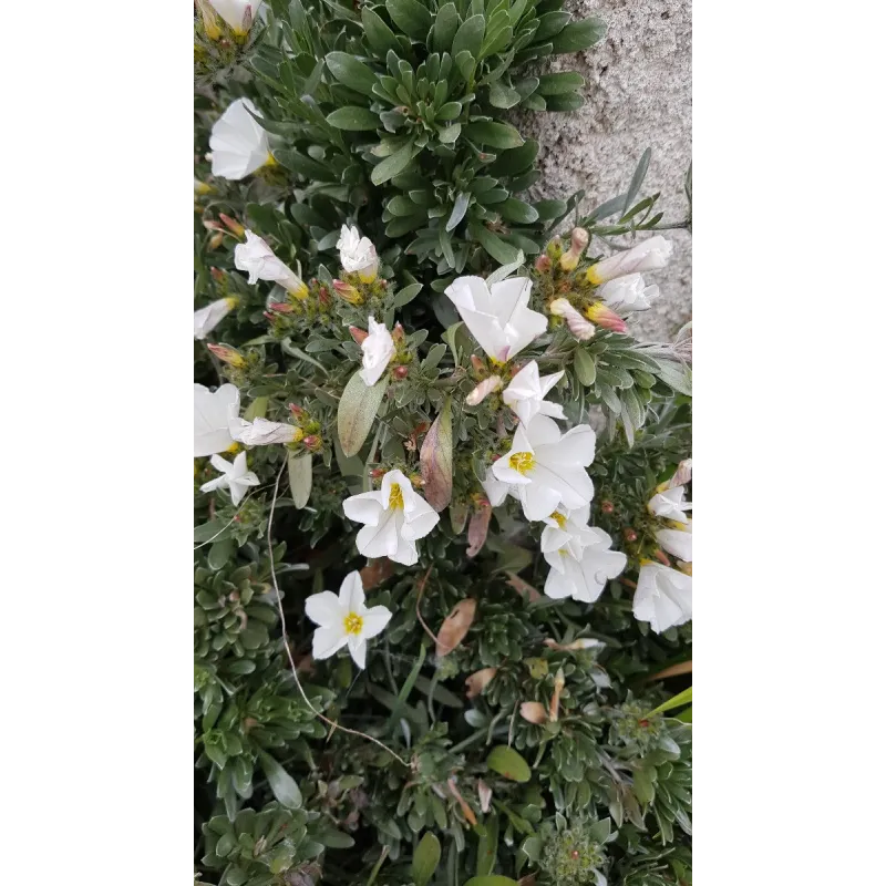 Convolvulus cneorum / Liseron arbustif