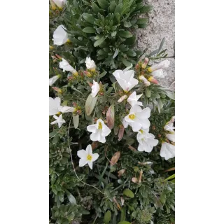 Convolvulus cneorum / Liseron arbustif