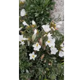 Convolvulus cneorum / Liseron arbustif