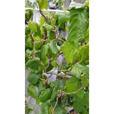 Corylus avellana 'Contorta' / Noisetier tortueux vert