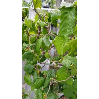 Corylus avellana 'Contorta' / Noisetier tortueux vert