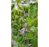 Corylus avellana 'Contorta' / Noisetier tortueux vert