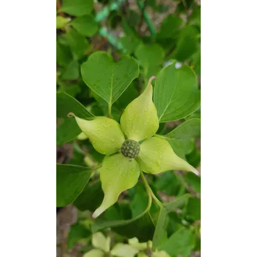 Cornus kousa 'Big Apple' / Cornouiller Ã  grandes fleurs blanches et gros fruits