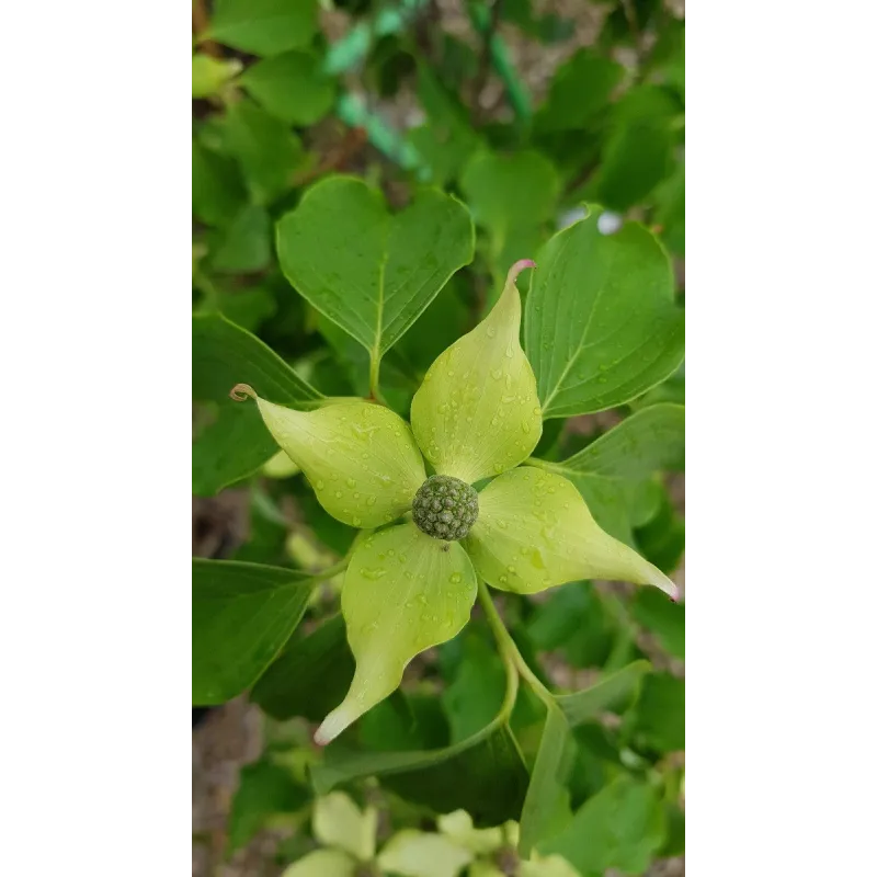 Cornus kousa 'Big Apple' / Cornouiller Ã  grandes fleurs blanches et gros fruits