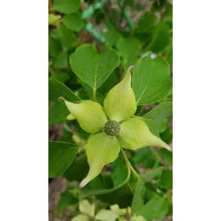 Cornus kousa 'Big Apple' / Cornouiller Ã  grandes fleurs blanches et gros fruits