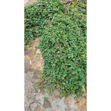 Cotoneaster dammeri 'Green Carpet' / Cotoneaster rampant