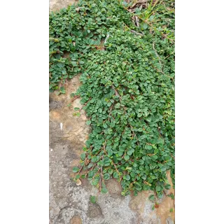 Cotoneaster dammeri 'Green Carpet' / Cotoneaster rampant