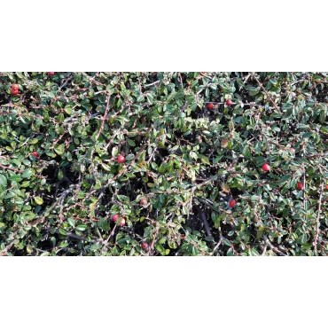 Cotoneaster microphyllus 'Streib's Findling'/ Cotoneaster rampant