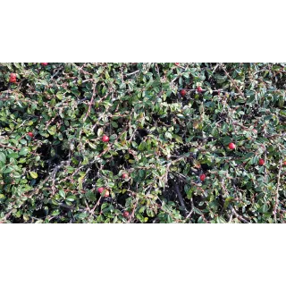 Cotoneaster microphyllus 'Streib's Findling'/ Cotoneaster rampant