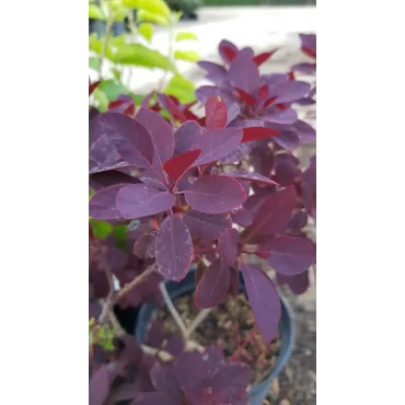 Cotinus coggygria 'Royal Purple' / Arbre Ã  perruque