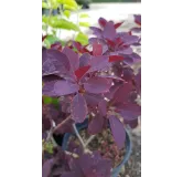 Cotinus coggygria 'Royal Purple' / Arbre Ã  perruque