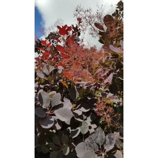 Cotinus dummeri 'Rubrifolius' / Arbre Ã  perruque