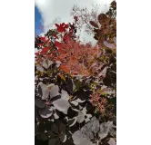 Cotinus dummeri 'Rubrifolius' / Arbre Ã  perruque