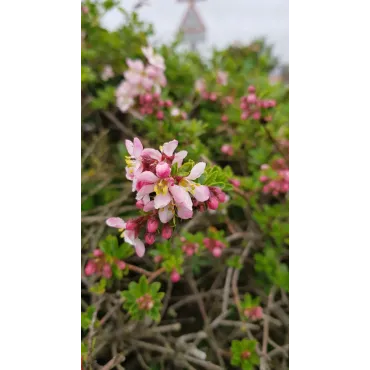 Escallonia virgata 'Apple Blossom' / Escallonia Ã  fleur de Pommier