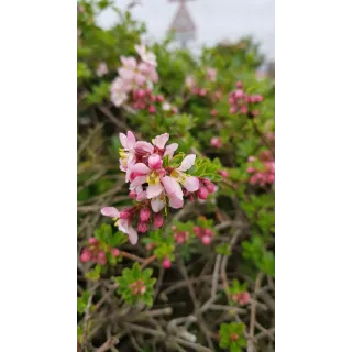 Escallonia virgata 'Apple Blossom' / Escallonia Ã  fleur de Pommier