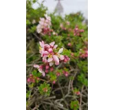 Escallonia virgata 'Apple Blossom' / Escallonia Ã  fleur de Pommier