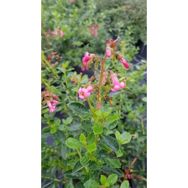 Escallonia x 'Cardinalis' / Escallonia Ã  fleur rose vif