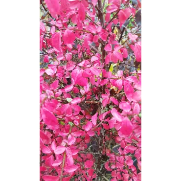 Euonymus alatus / Fusain Ã  bois ailÃ©