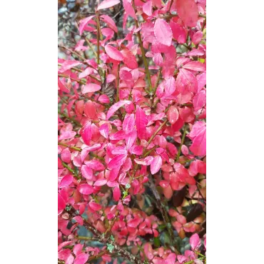 Euonymus alatus 'Compactus' / Fusain Ã  bois ailÃ© compact