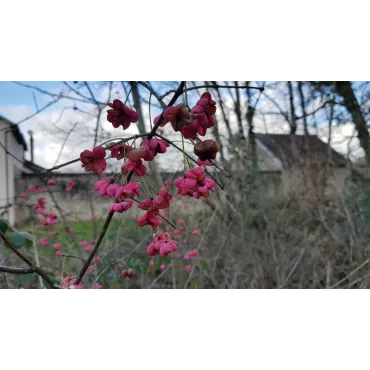 Euonymus europaeus 'Red Cascadeâ€™ / Fusain dâ€™Europe