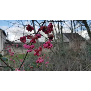 Euonymus europaeus 'Red Cascadeâ€™ / Fusain dâ€™Europe