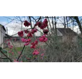 Euonymus europaeus 'Red Cascadeâ€™ / Fusain dâ€™Europe