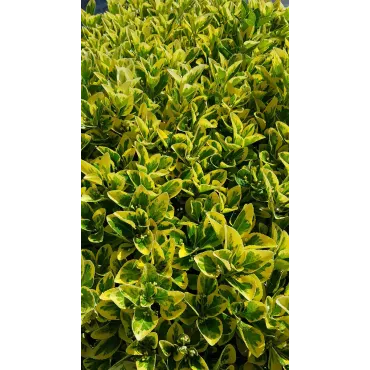 Euonymus japonicus 'Aureomarginatus' / Fusain du Japon panachÃ© jaune