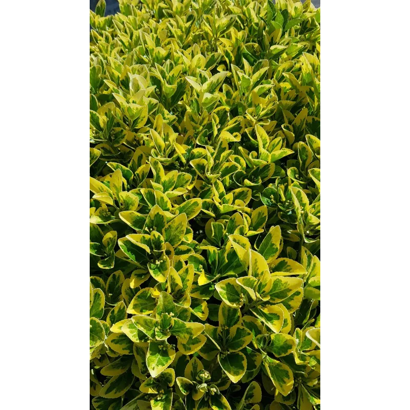 Euonymus japonicus 'Aureomarginatus' / Fusain du Japon panachÃ© jaune